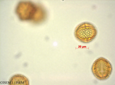 ISEM 1/Euodia_ruticarpa_29011/Euodia_ruticarpa_29011_0001(copy)_thumb.jpg